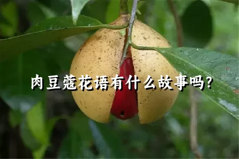 肉豆蔻花语有什么故事吗？