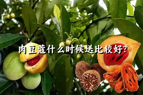 肉豆蔻什么时候送比较好？