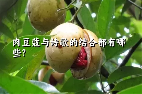 肉豆蔻与诗歌的结合都有哪些？