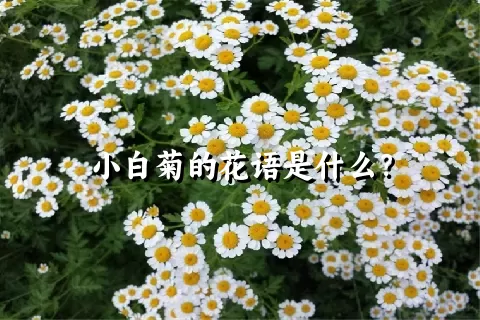 小白菊的花语是什么？