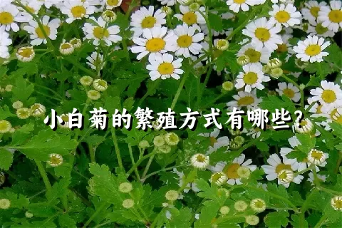小白菊的繁殖方式有哪些？