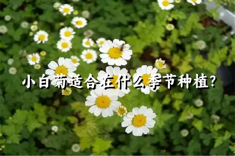 小白菊适合在什么季节种植？