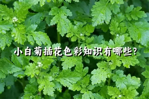 小白菊插花色彩知识有哪些？