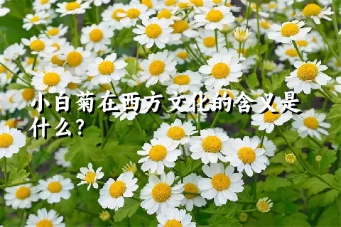 小白菊在西方文化的含义是什么？