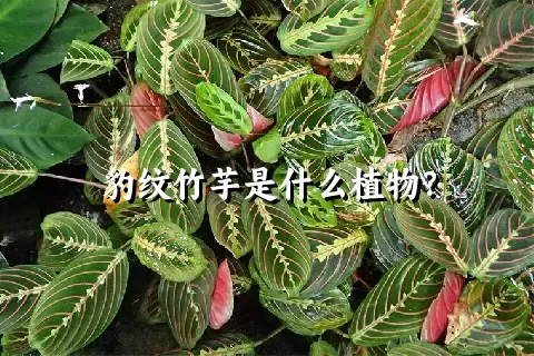 豹纹竹芋是什么植物？