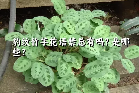 豹纹竹芋花语禁忌有吗？是哪些？