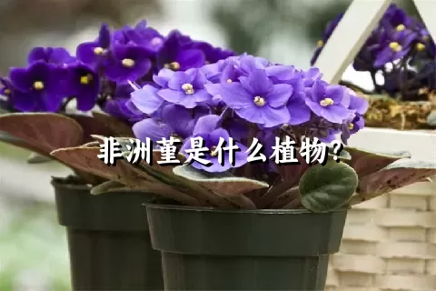 非洲堇是什么植物？