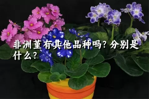 非洲堇有其他品种吗？分别是什么？
