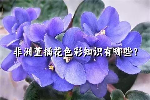 非洲堇插花色彩知识有哪些？