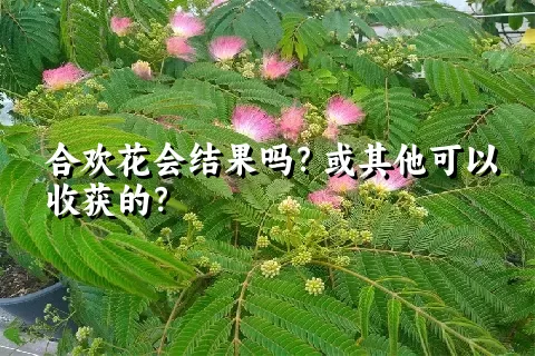 合欢花会结果吗？或其他可以收获的？