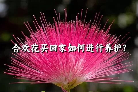 合欢花买回家如何进行养护？