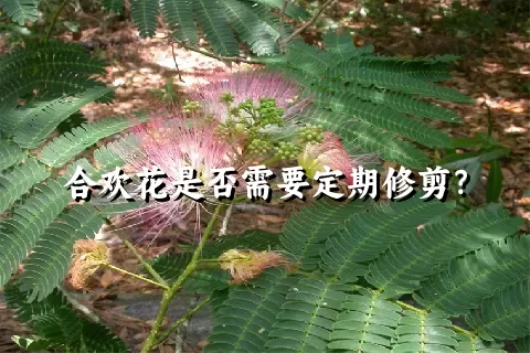 合欢花是否需要定期修剪？