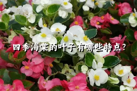 四季海棠的叶子有哪些特点？