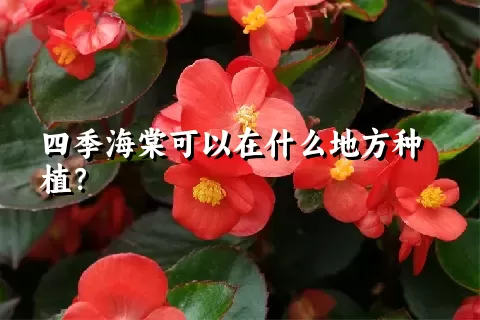 四季海棠可以在什么地方种植？