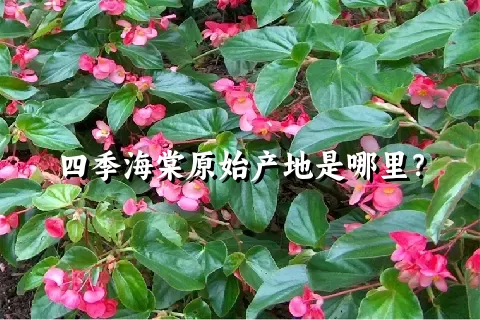 四季海棠原始产地是哪里？
