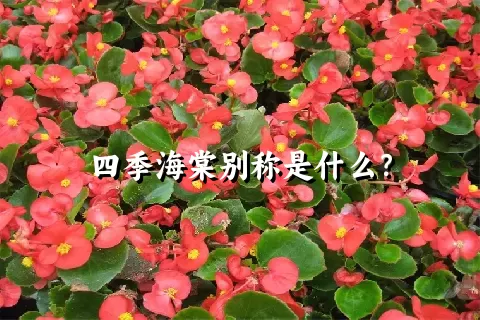 四季海棠别称是什么？