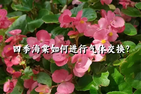 四季海棠如何进行气体交换？