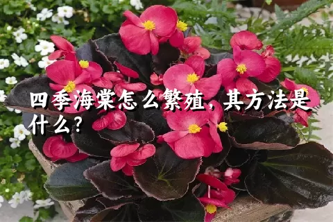 四季海棠怎么繁殖，其方法是什么？