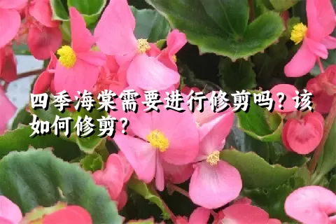 四季海棠需要进行修剪吗？该如何修剪？