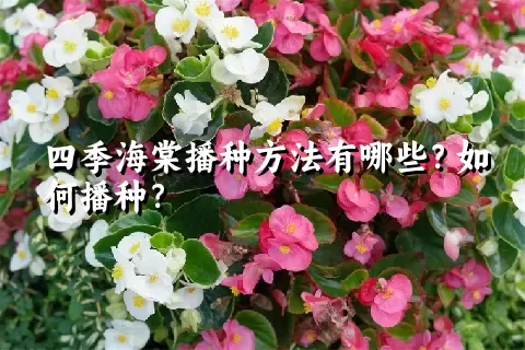 四季海棠播种方法有哪些？如何播种？