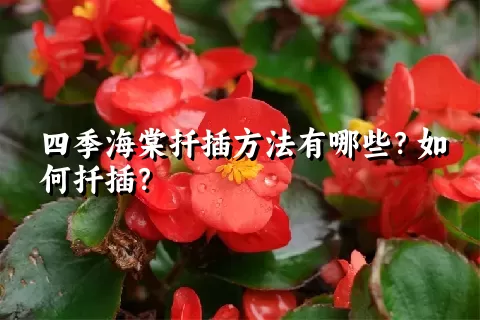 四季海棠扦插方法有哪些？如何扦插？