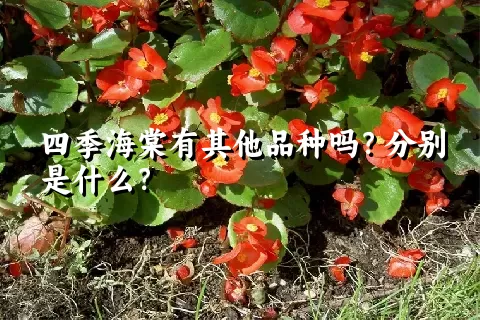 四季海棠有其他品种吗？分别是什么？