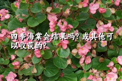 四季海棠会结果吗？或其他可以收获的？