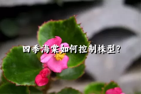 四季海棠如何控制株型？