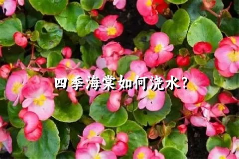 四季海棠如何浇水？