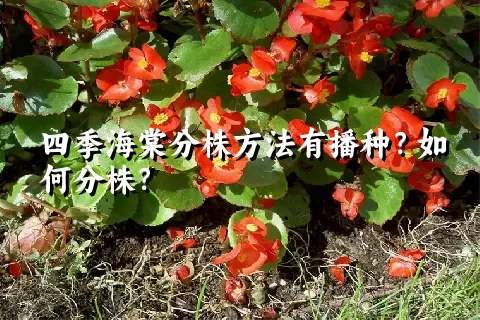 四季海棠分株方法有播种？如何分株？