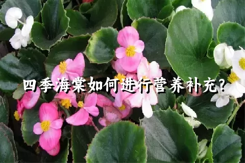 四季海棠如何进行营养补充？