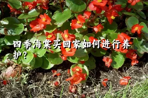 四季海棠买回家如何进行养护？
