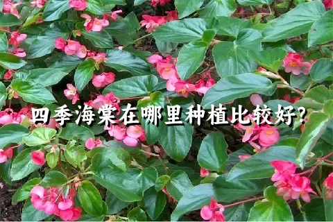 四季海棠在哪里种植比较好？