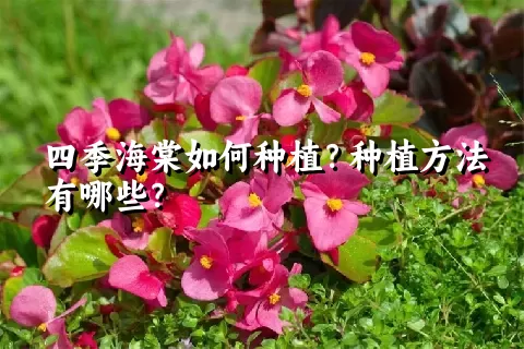 四季海棠如何种植？种植方法有哪些？