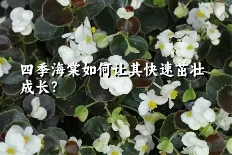 四季海棠如何让其快速茁壮成长？