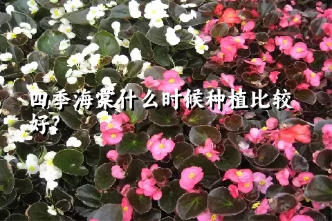 四季海棠什么时候种植比较好？