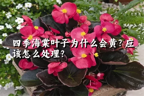 四季海棠叶子为什么会黄？应该怎么处理？