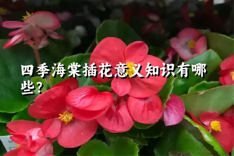 四季海棠插花意义知识有哪些？
