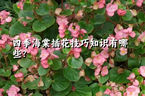 四季海棠插花技巧知识有哪些？