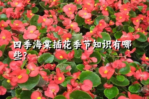 四季海棠插花季节知识有哪些？