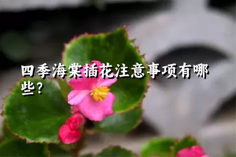 四季海棠插花注意事项有哪些？
