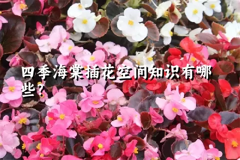 四季海棠插花空间知识有哪些？