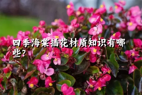 四季海棠插花材质知识有哪些？