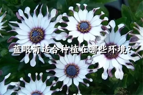 蓝眼菊适合种植在哪些环境？