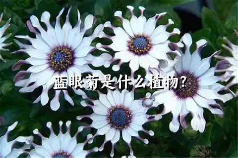 蓝眼菊是什么植物？