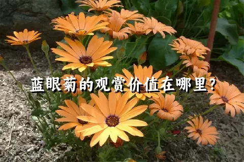 蓝眼菊的观赏价值在哪里？