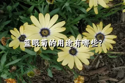 蓝眼菊的用途有哪些？