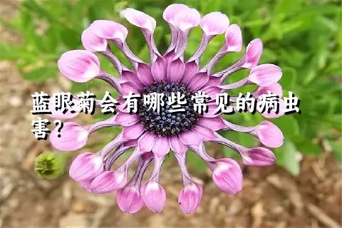 蓝眼菊会有哪些常见的病虫害？