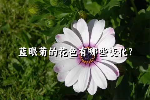 蓝眼菊的花色有哪些变化？