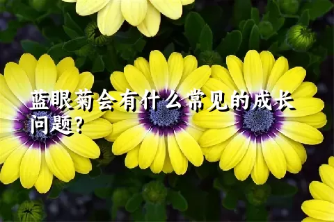 蓝眼菊会有什么常见的成长问题？